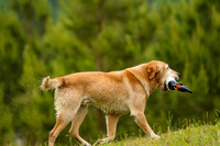 SUPER RETRIEVER SERIES MAY 2018