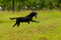 SUPER RETRIEVER SERIES MAY 2018