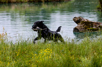 SUPER RETRIEVER SERIES MAY 2018