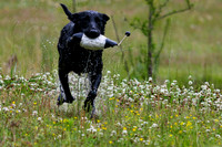 SUPER RETRIEVER SERIES MAY 2018