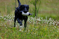 SUPER RETRIEVER SERIES MAY 2018