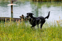 SUPER RETRIEVER SERIES MAY 2018