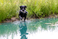 SUPER RETRIEVER SERIES MAY 2018