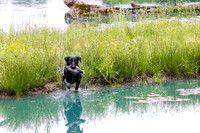SUPER RETRIEVER SERIES MAY 2018