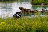SUPER RETRIEVER SERIES MAY 2018