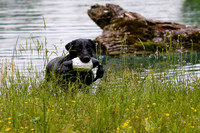 SUPER RETRIEVER SERIES MAY 2018