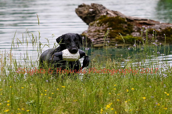 SUPER RETRIEVER SERIES MAY 2018