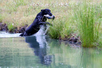 SUPER RETRIEVER SERIES MAY 2018