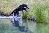 SUPER RETRIEVER SERIES MAY 2018