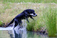 SUPER RETRIEVER SERIES MAY 2018