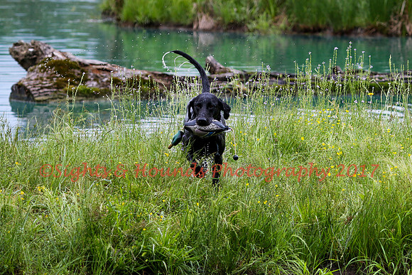 SUPER RETRIEVER SERIES MAY 2018