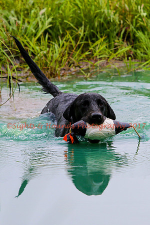 SUPER RETRIEVER SERIES MAY 2018