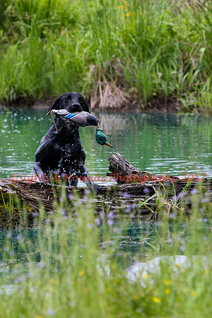 SUPER RETRIEVER SERIES MAY 2018