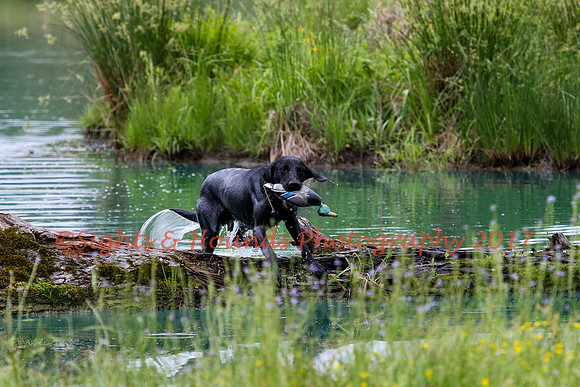 SUPER RETRIEVER SERIES MAY 2018
