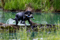 SUPER RETRIEVER SERIES MAY 2018