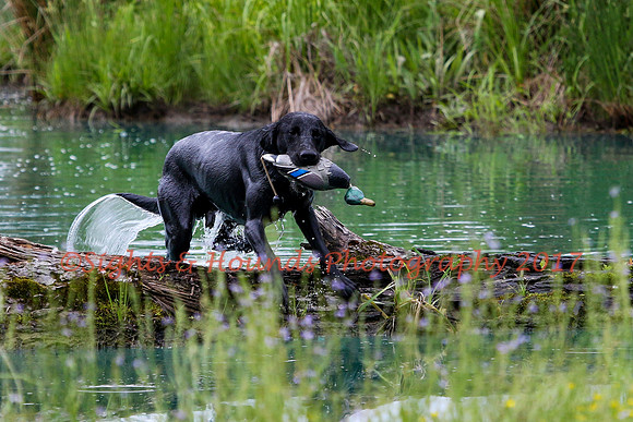 SUPER RETRIEVER SERIES MAY 2018