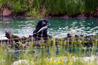SUPER RETRIEVER SERIES MAY 2018