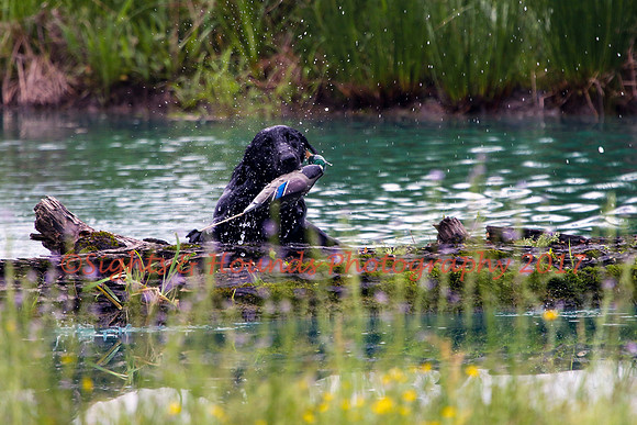 SUPER RETRIEVER SERIES MAY 2018