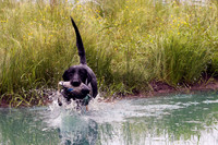 SUPER RETRIEVER SERIES MAY 2018