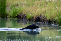 SUPER RETRIEVER SERIES MAY 2018