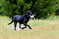 SUPER RETRIEVER SERIES MAY 2018