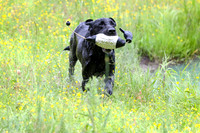 SUPER RETRIEVER SERIES MAY 2018