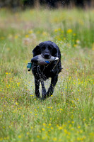 SUPER RETRIEVER SERIES MAY 2018
