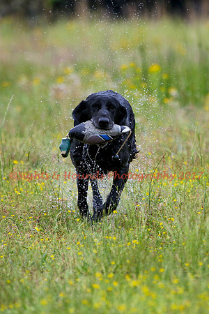 SUPER RETRIEVER SERIES MAY 2018