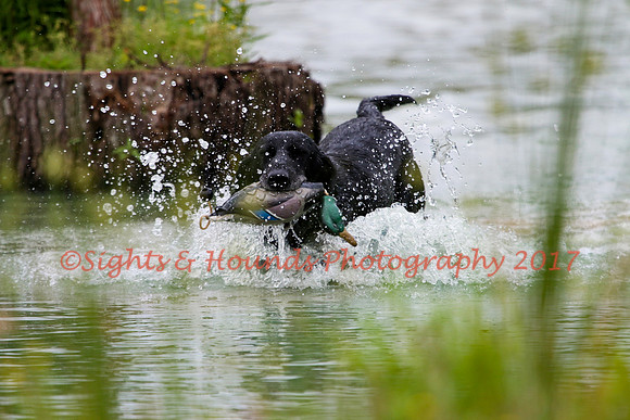 SUPER RETRIEVER SERIES MAY 2018