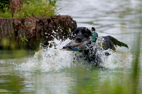 SUPER RETRIEVER SERIES MAY 2018