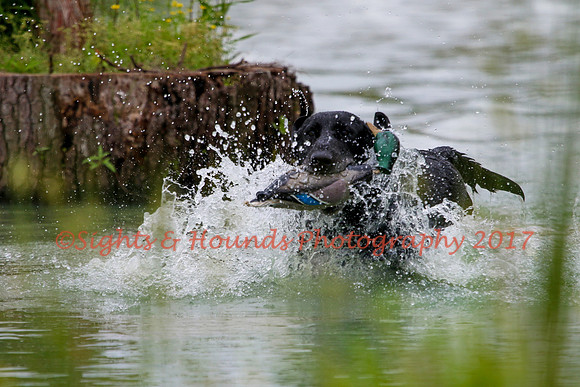 SUPER RETRIEVER SERIES MAY 2018