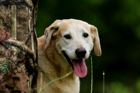 SUPER RETRIEVER SERIES MAY 2018