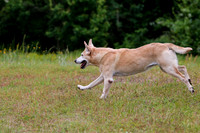 SUPER RETRIEVER SERIES MAY 2018