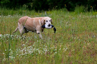 SUPER RETRIEVER SERIES MAY 2018
