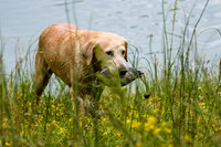 SUPER RETRIEVER SERIES MAY 2018
