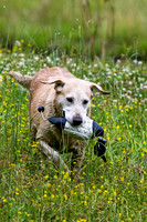 SUPER RETRIEVER SERIES MAY 2018