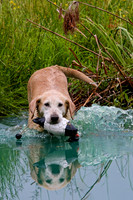 SUPER RETRIEVER SERIES MAY 2018