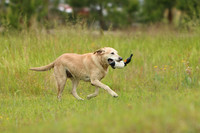 SUPER RETRIEVER SERIES MAY 2018