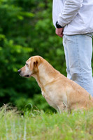 SUPER RETRIEVER SERIES MAY 2018