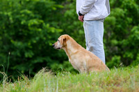 SUPER RETRIEVER SERIES MAY 2018