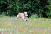SUPER RETRIEVER SERIES MAY 2018