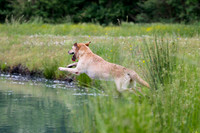 SUPER RETRIEVER SERIES MAY 2018