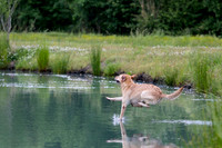 SUPER RETRIEVER SERIES MAY 2018