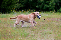 SUPER RETRIEVER SERIES MAY 2018