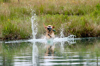 SUPER RETRIEVER SERIES MAY 2018