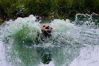 SUPER RETRIEVER SERIES MAY 2018