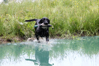 SUPER RETRIEVER SERIES MAY 2018
