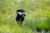SUPER RETRIEVER SERIES MAY 2018