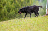 SUPER RETRIEVER SERIES MAY 2018