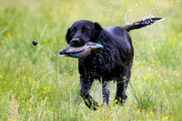 SUPER RETRIEVER SERIES MAY 2018